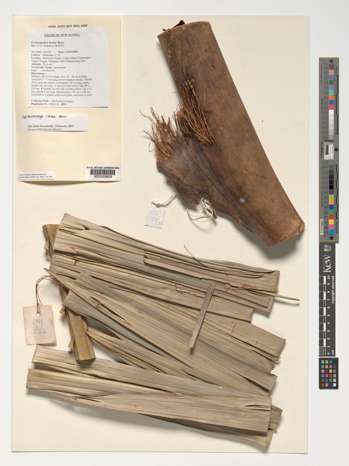 Botanical specimen of Cyrtostachys Loriae.