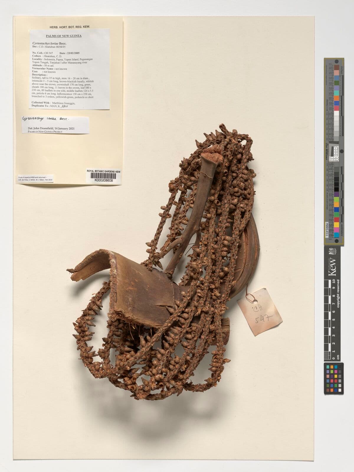 Botanical specimen of Cyrtostachys Loriae.