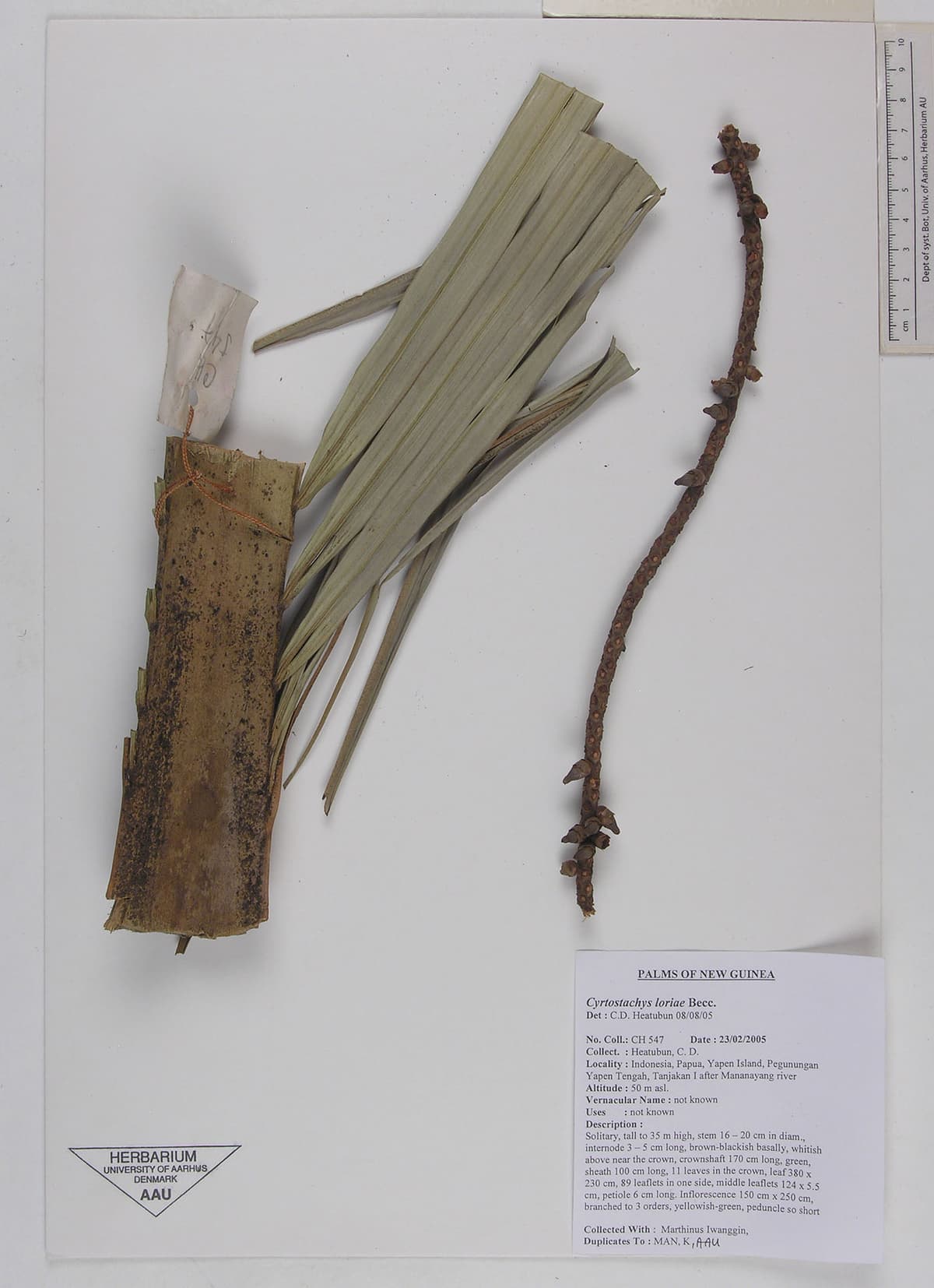 Botanical specimen of Cyrtostachys Loriae.