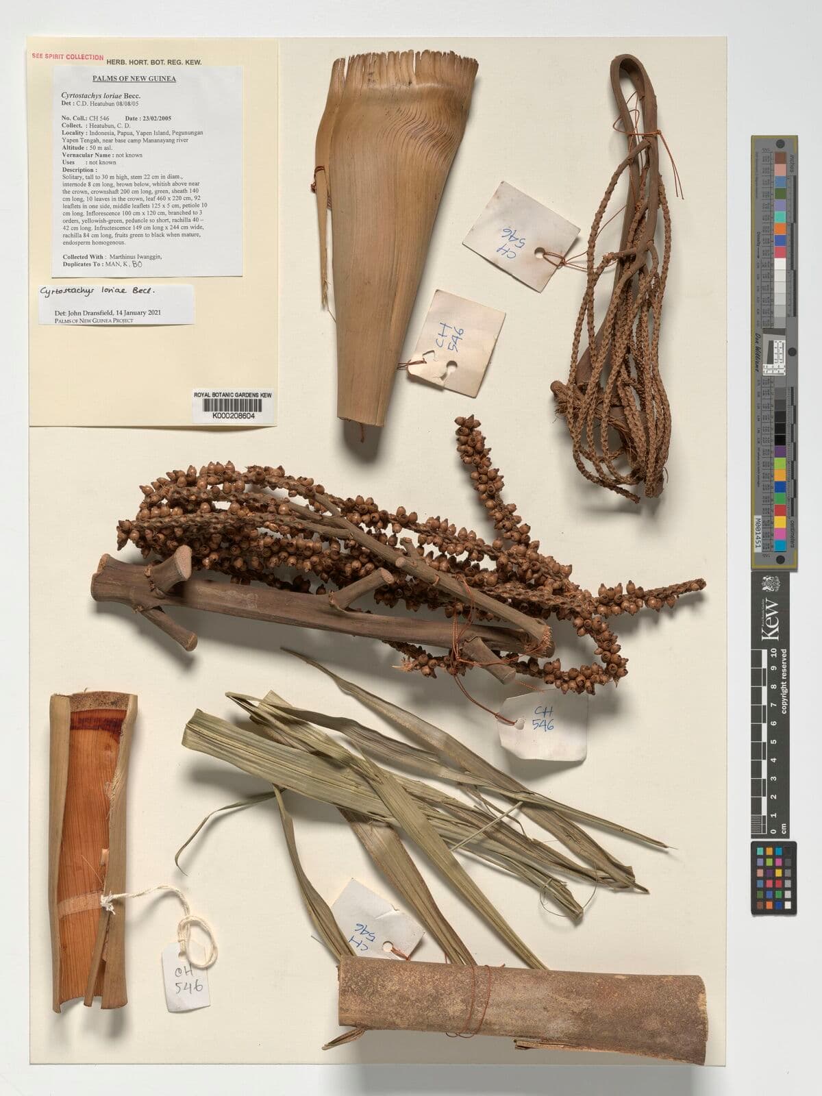 Botanical specimen of Cyrtostachys Loriae.