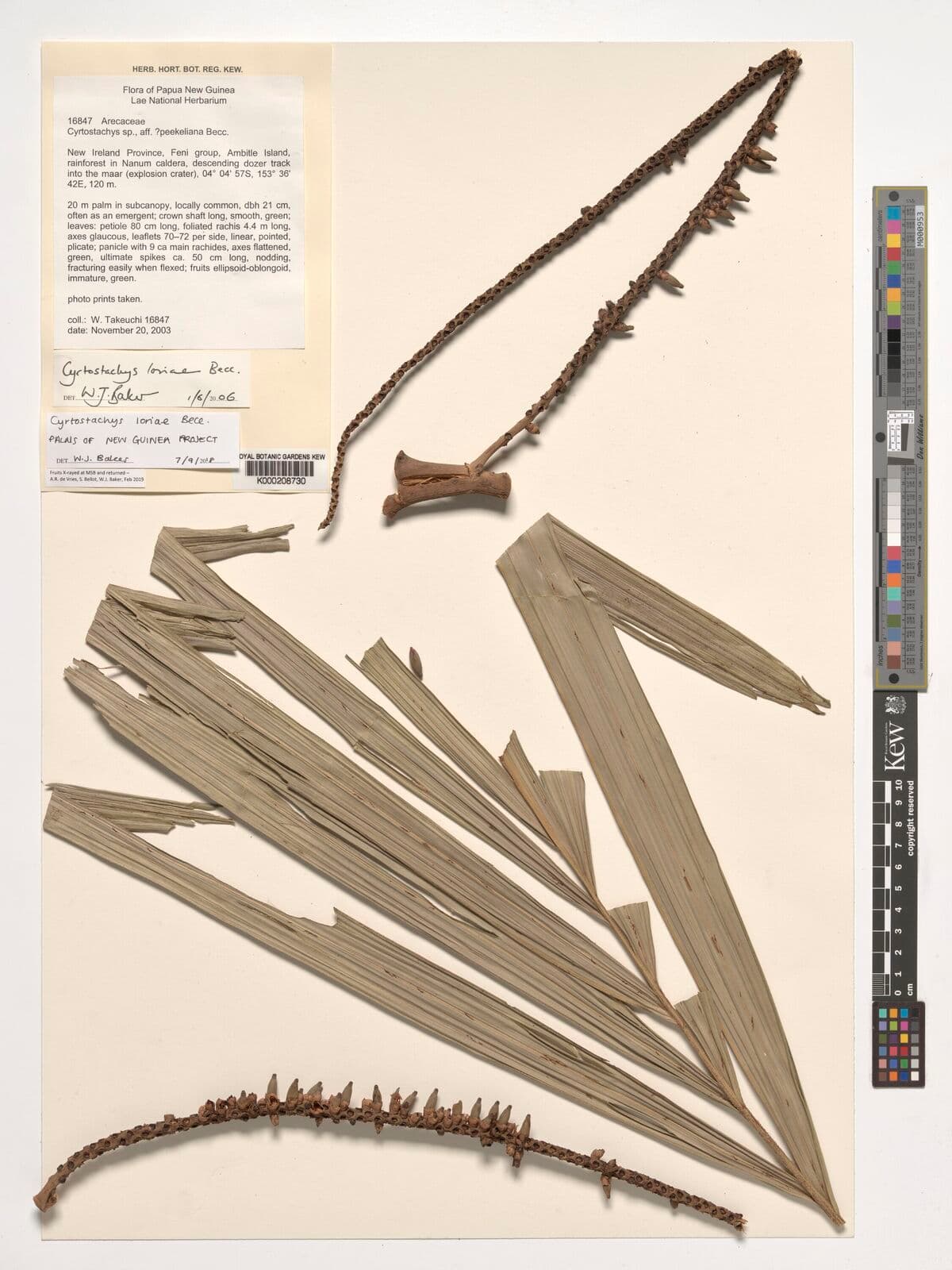 Botanical specimen of Cyrtostachys Loriae.