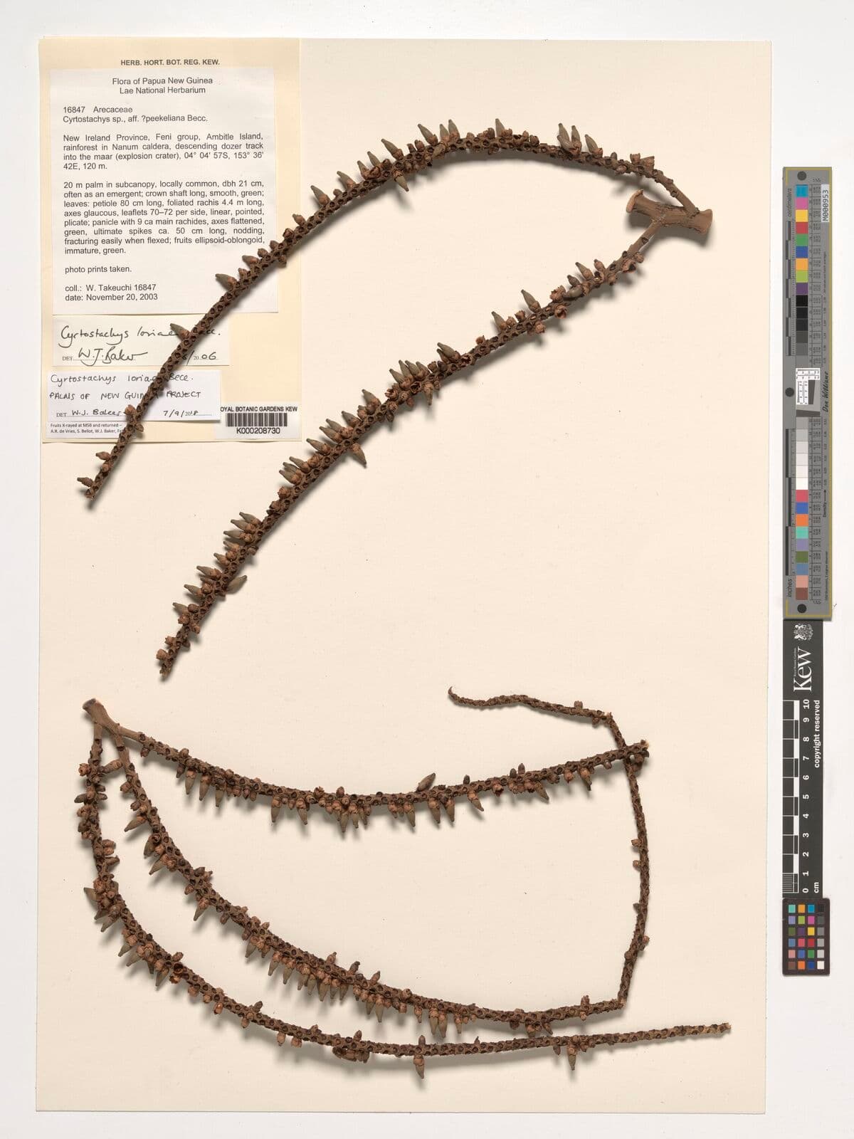 Botanical specimen of Cyrtostachys Loriae.
