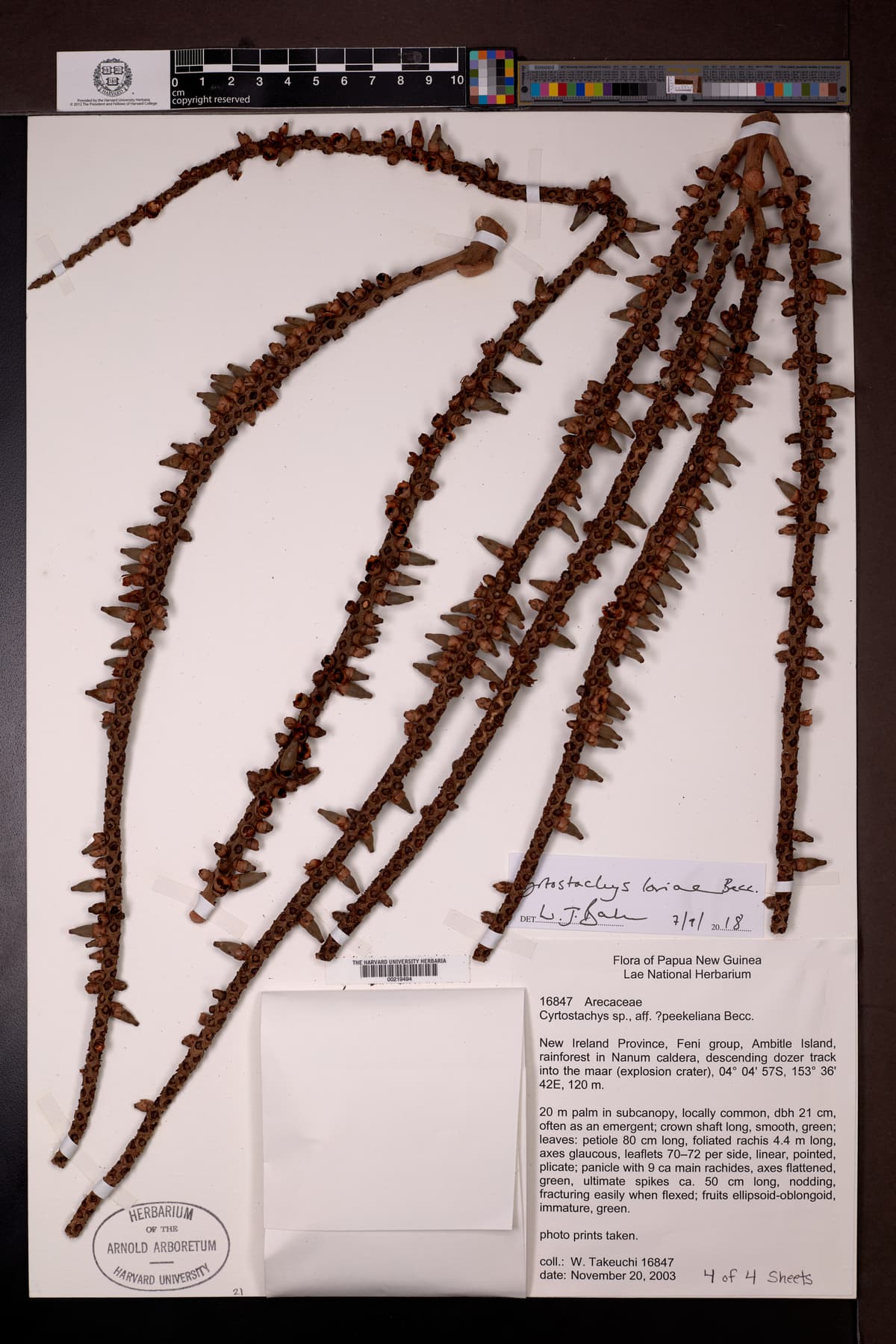Botanical specimen of Cyrtostachys Loriae.