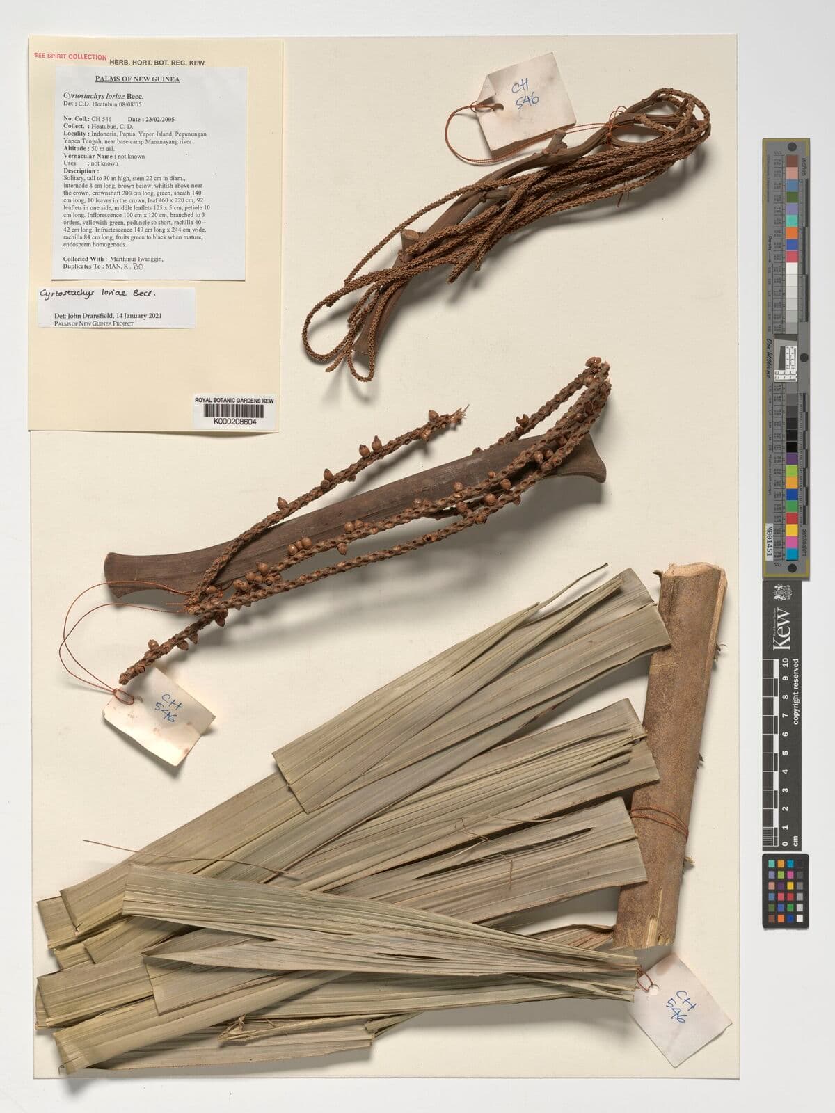 Botanical specimen of Cyrtostachys Loriae.