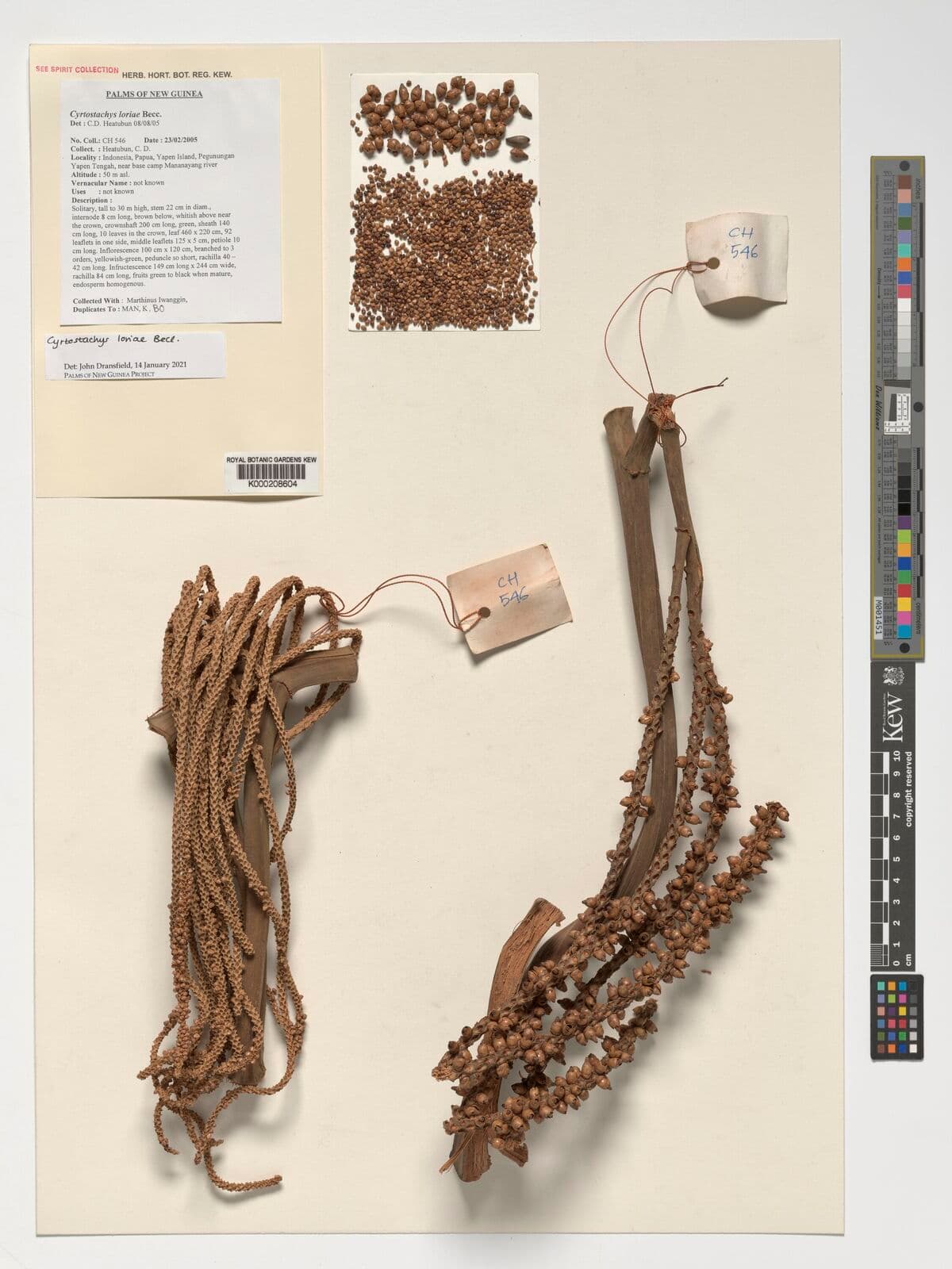 Botanical specimen of Cyrtostachys Loriae.