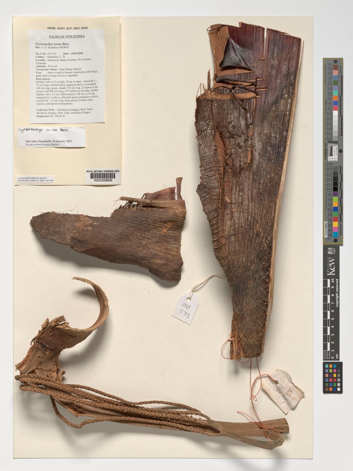 Botanical specimen of Cyrtostachys Loriae.