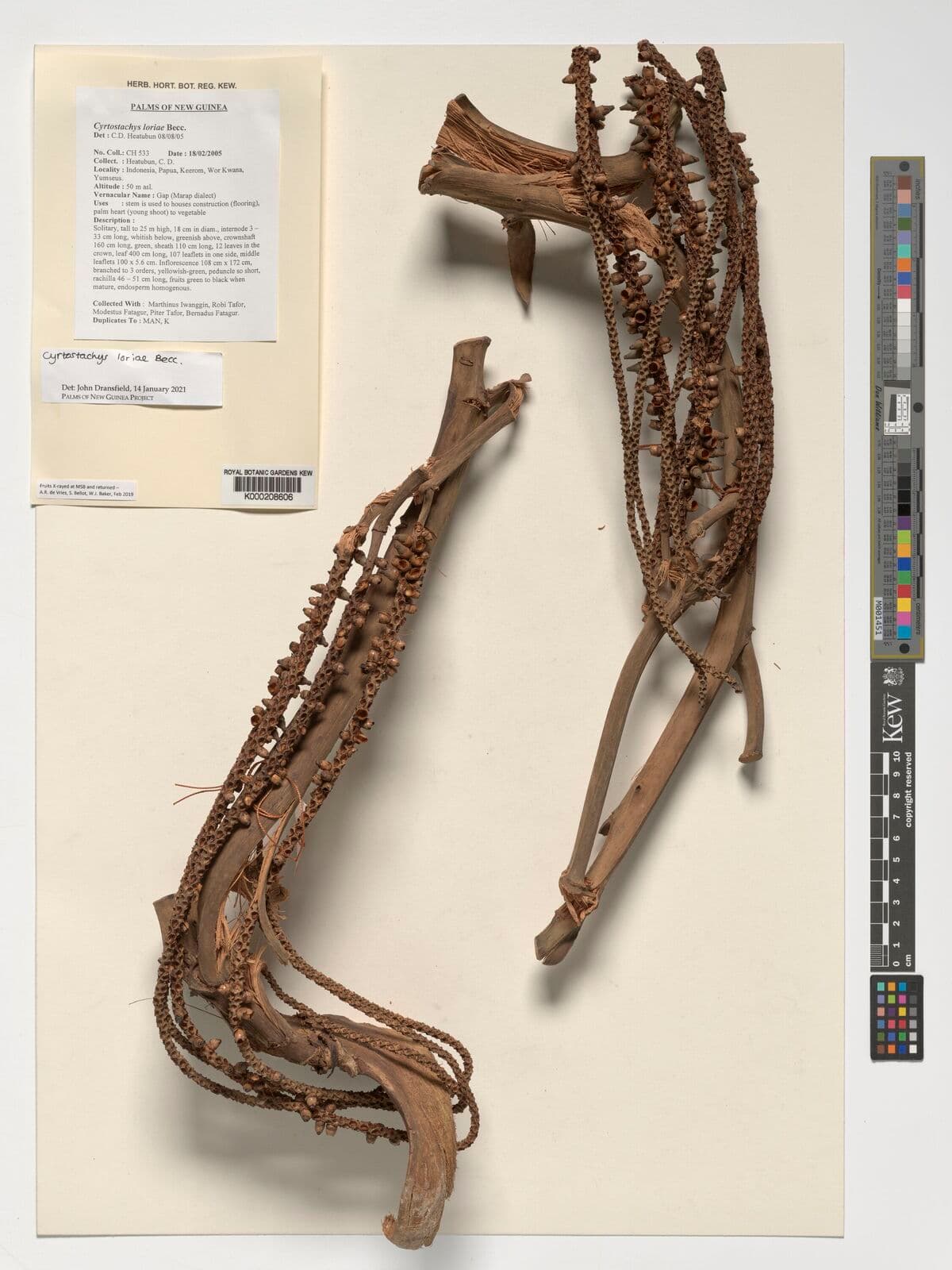 Botanical specimen of Cyrtostachys Loriae.