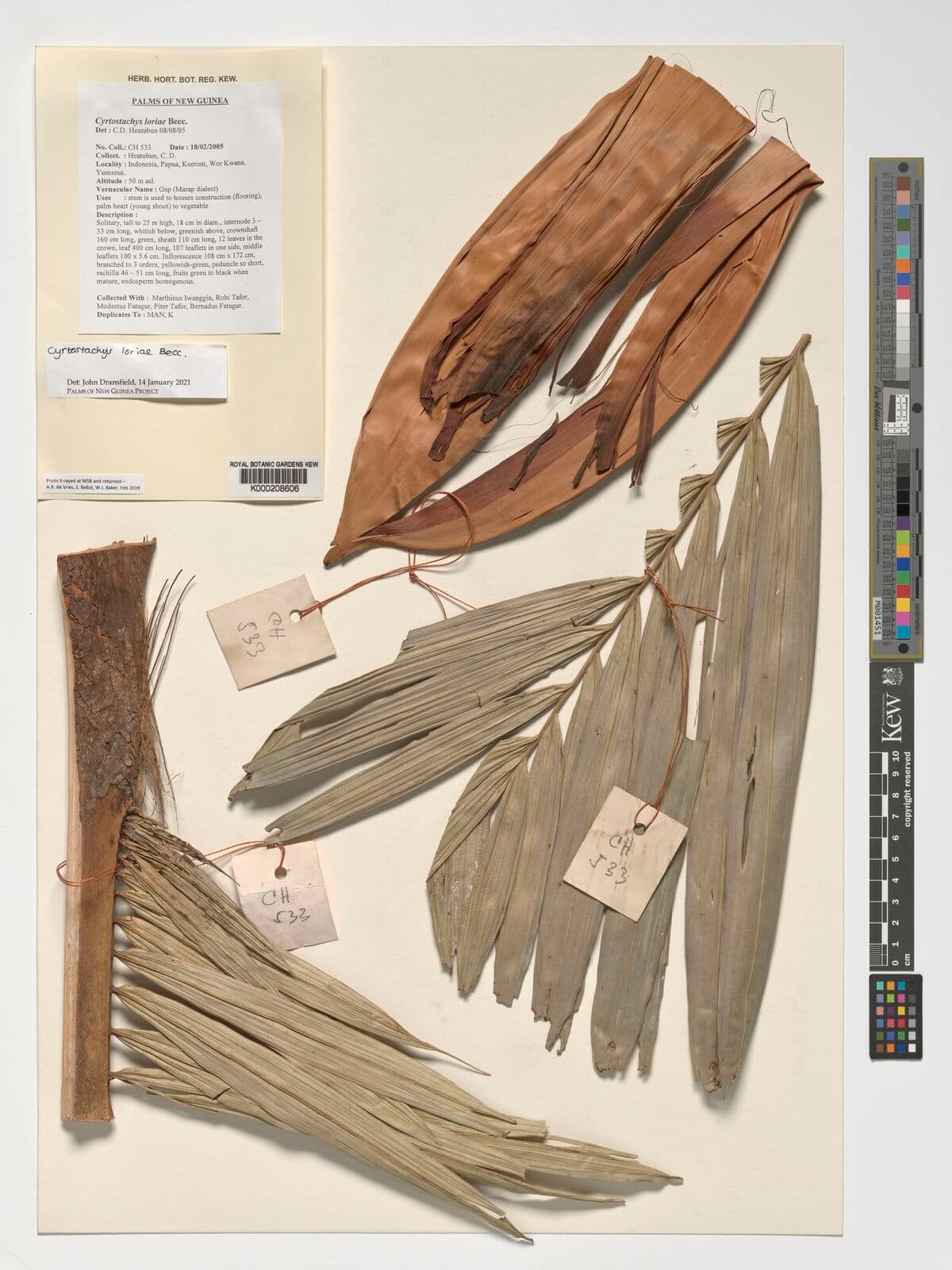 Botanical specimen of Cyrtostachys Loriae.