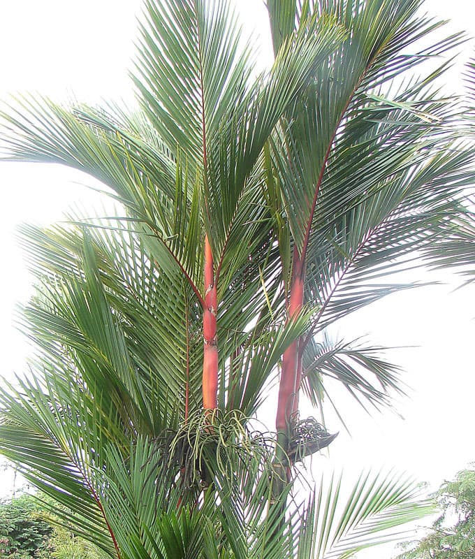 Botanical specimen of Cyrtostachys Renda.