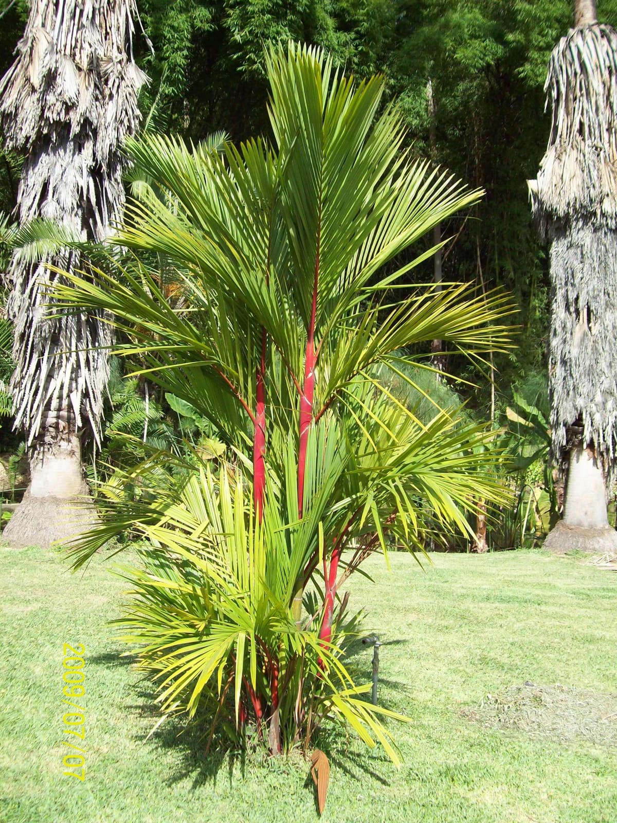 Botanical specimen of Cyrtostachys Renda.