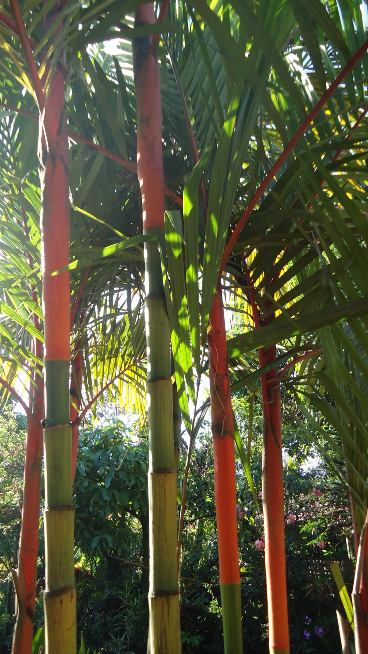 Botanical specimen of Cyrtostachys Renda.