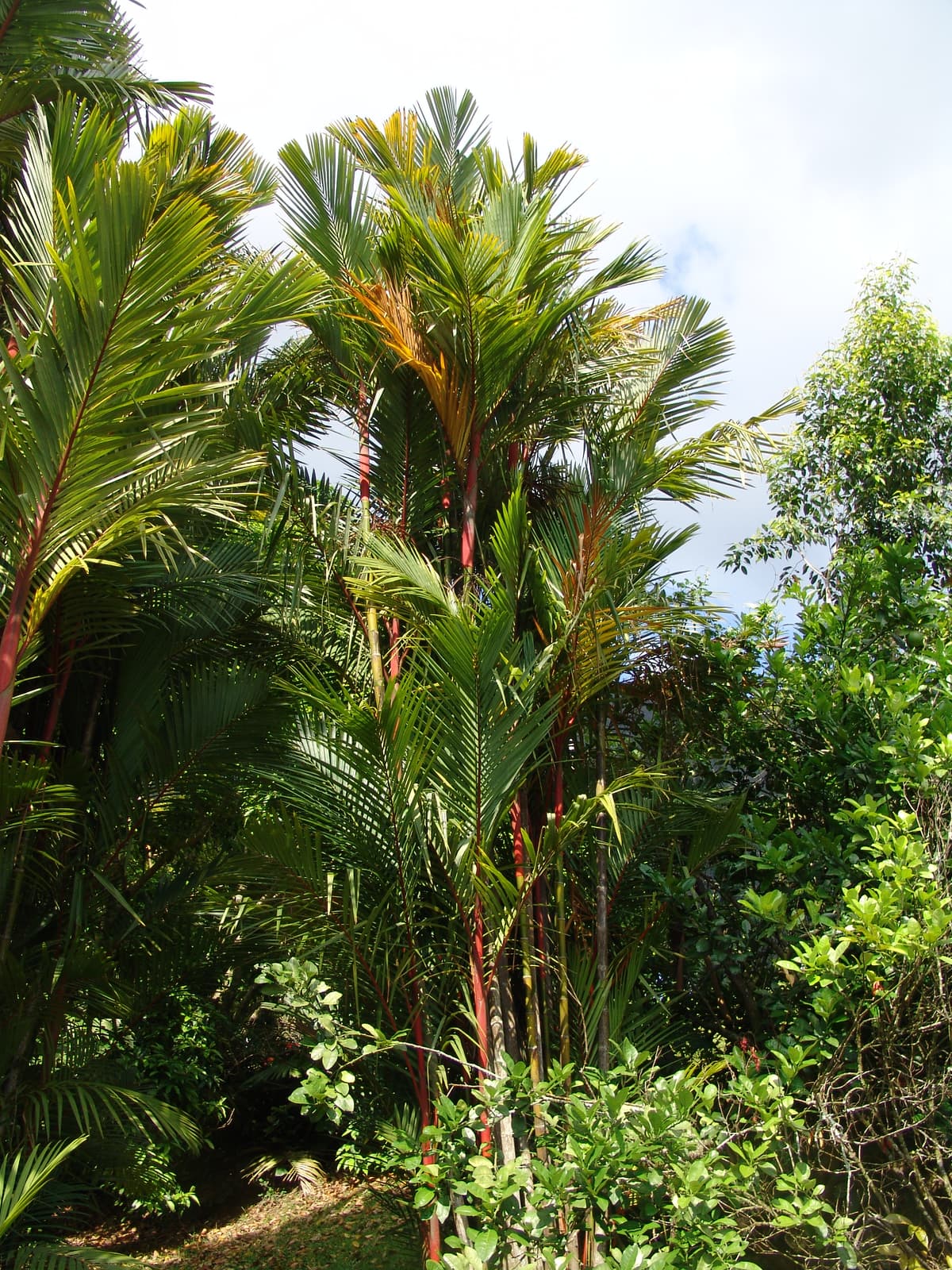 Botanical specimen of Cyrtostachys Renda.