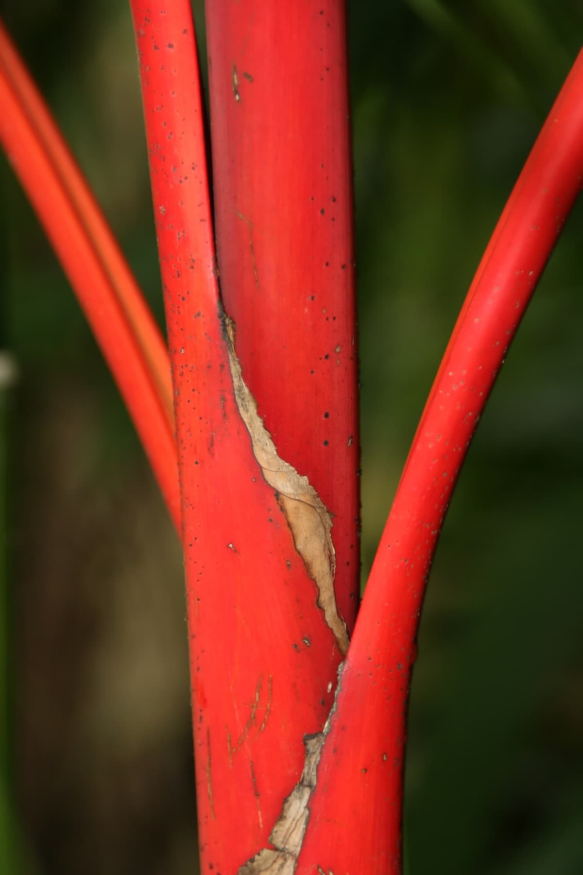 Botanical specimen of Cyrtostachys Renda.