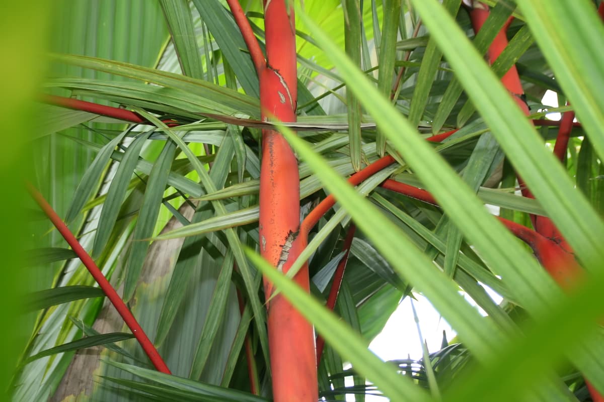 Botanical specimen of Cyrtostachys Renda.