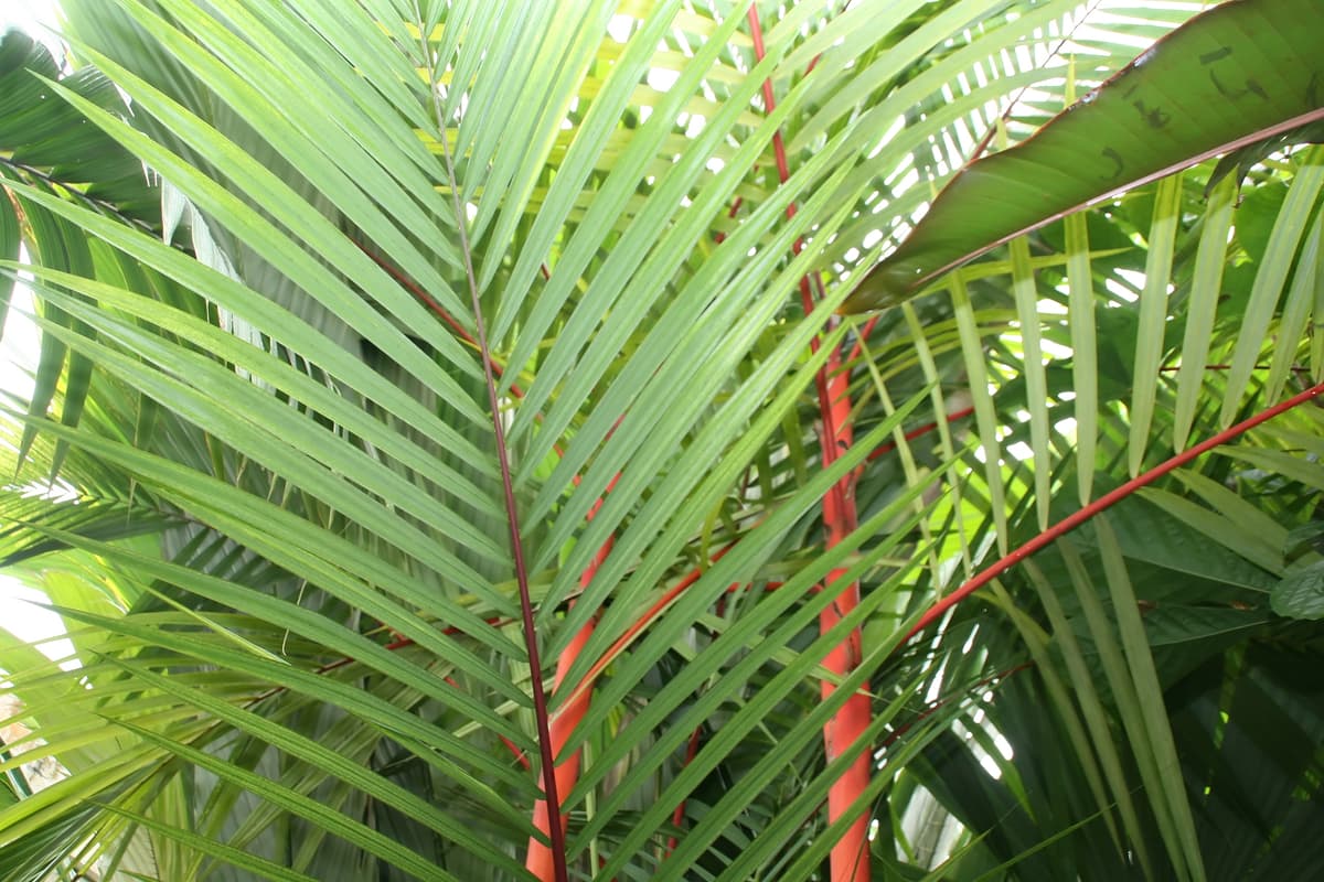 Botanical specimen of Cyrtostachys Renda.