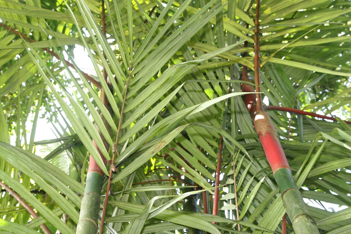 Botanical specimen of Cyrtostachys Renda.