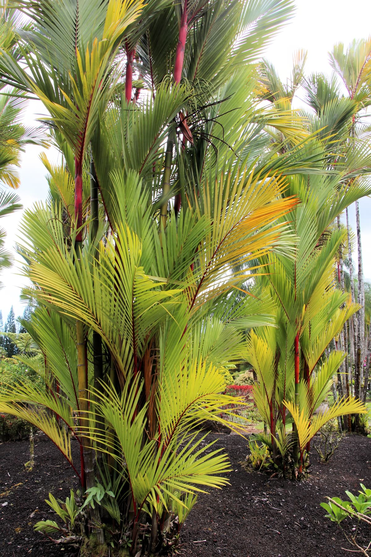 Botanical specimen of Cyrtostachys Renda.