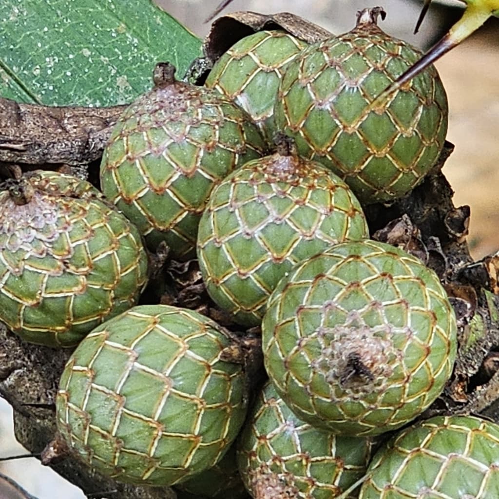 Botanical specimen of Daemonorops Angustifolia.