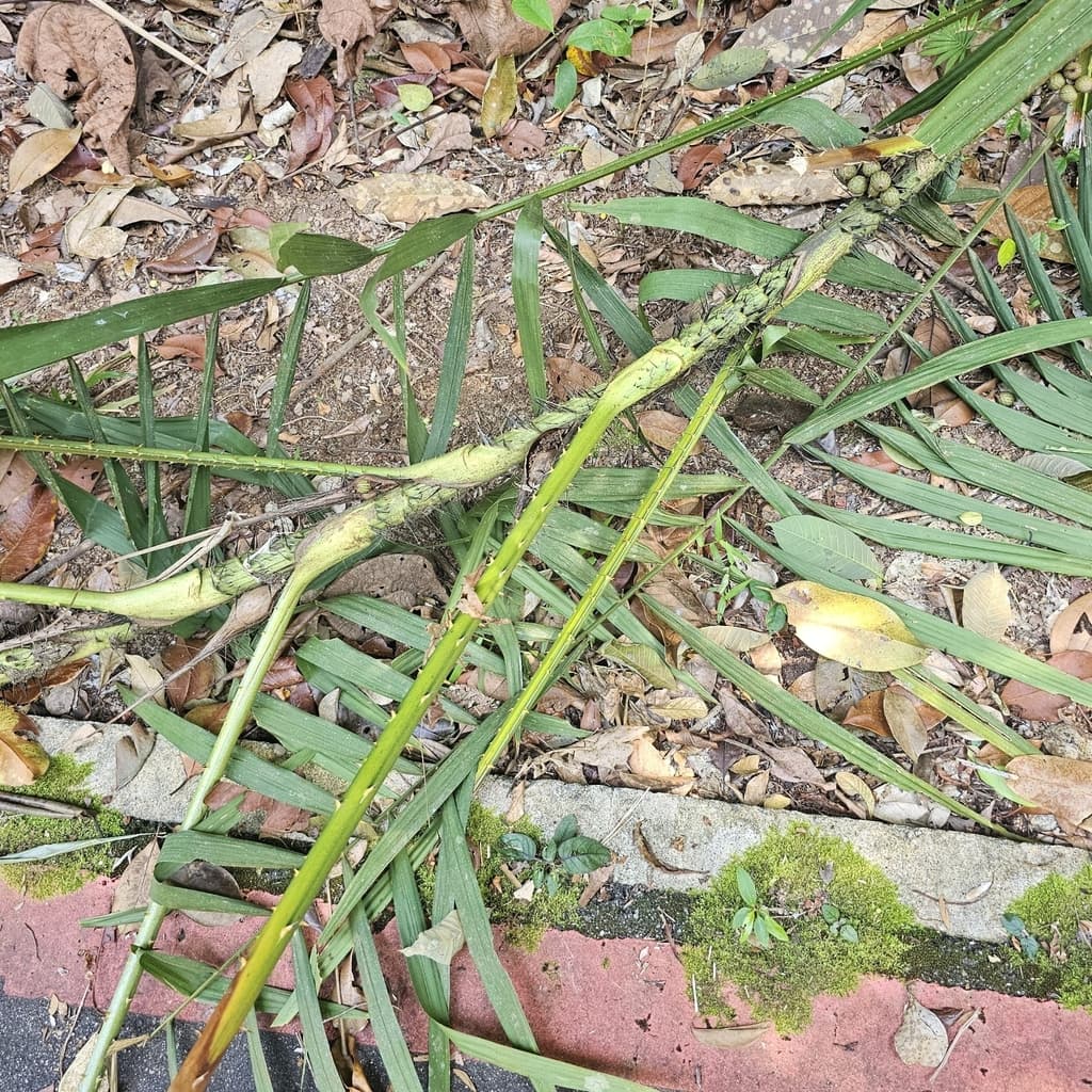 Botanical specimen of Daemonorops Angustifolia.