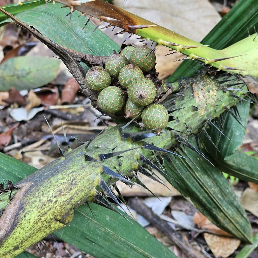 Botanical specimen of Daemonorops Angustifolia.