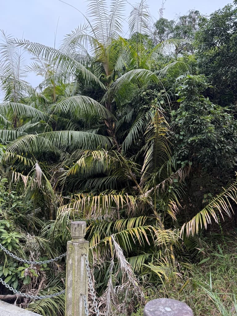 Botanical specimen of Daemonorops Angustifolia.