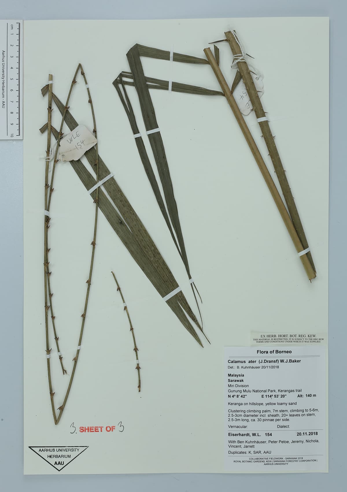 Botanical specimen of Daemonorops Atra.