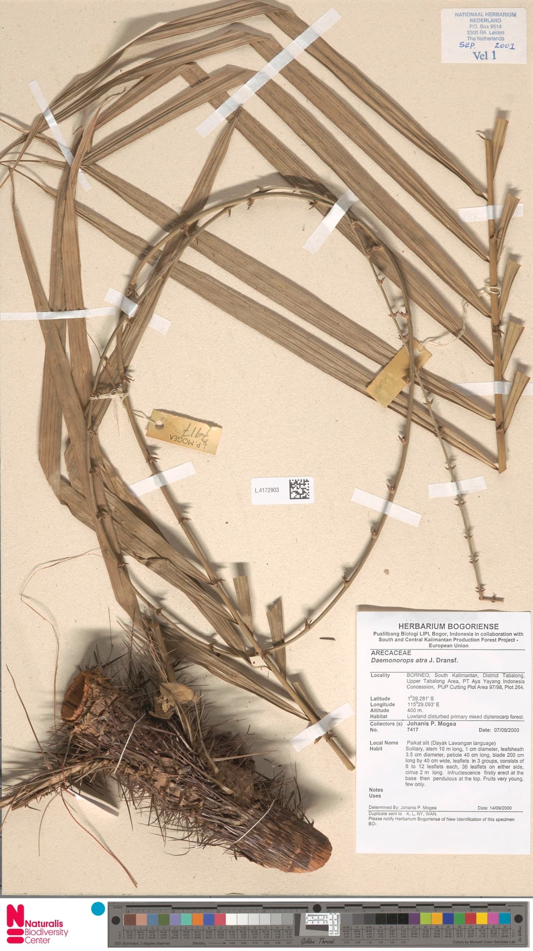 Botanical specimen of Daemonorops Atra.