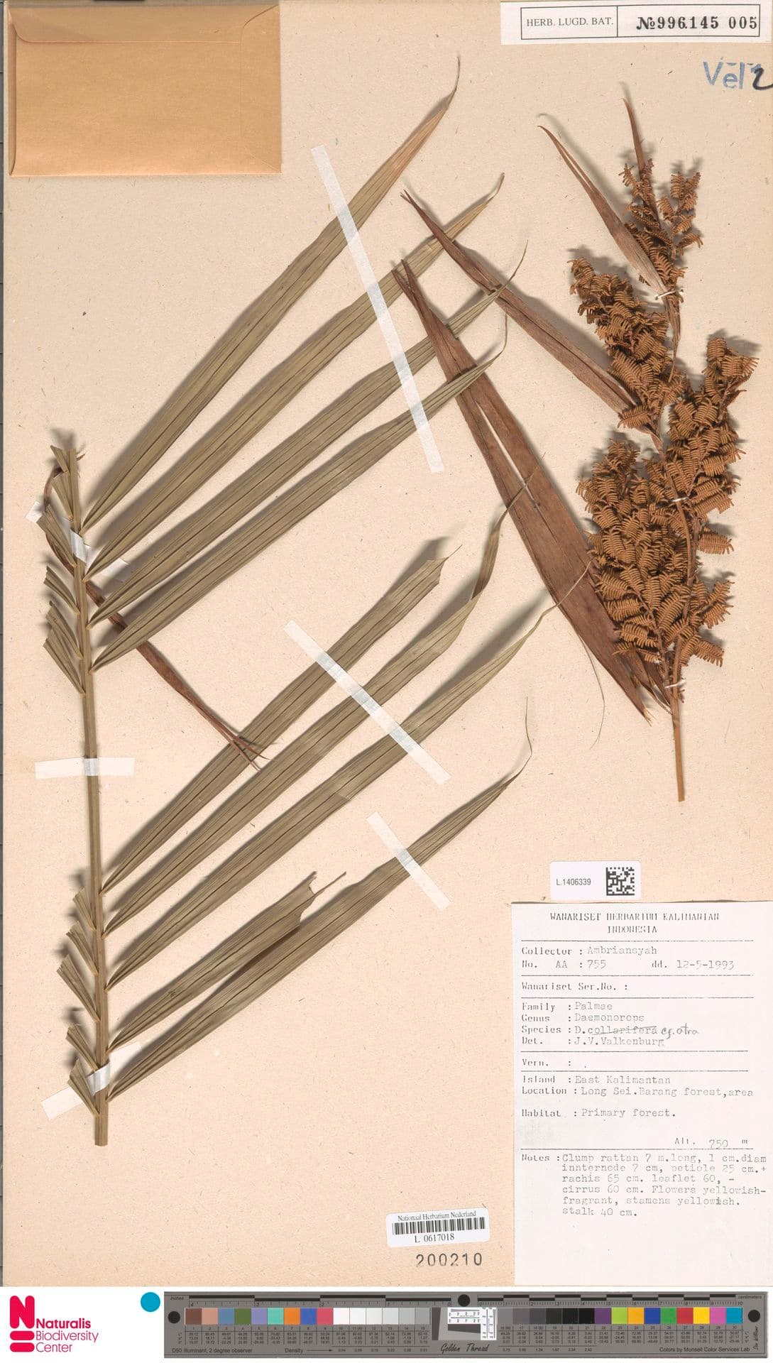 Botanical specimen of Daemonorops Atra.