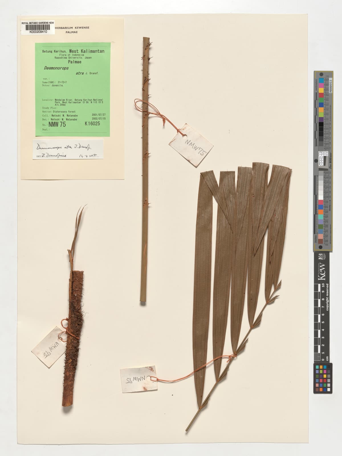 Botanical specimen of Daemonorops Atra.