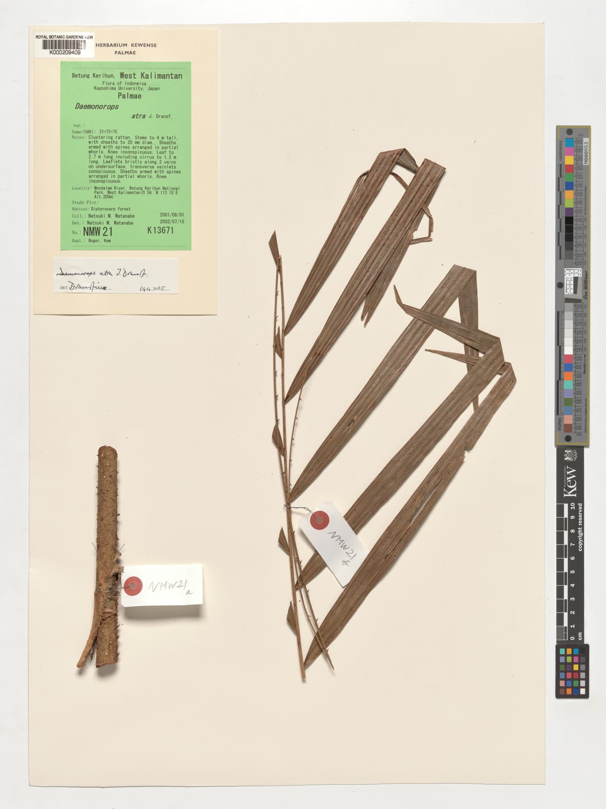 Botanical specimen of Daemonorops Atra.