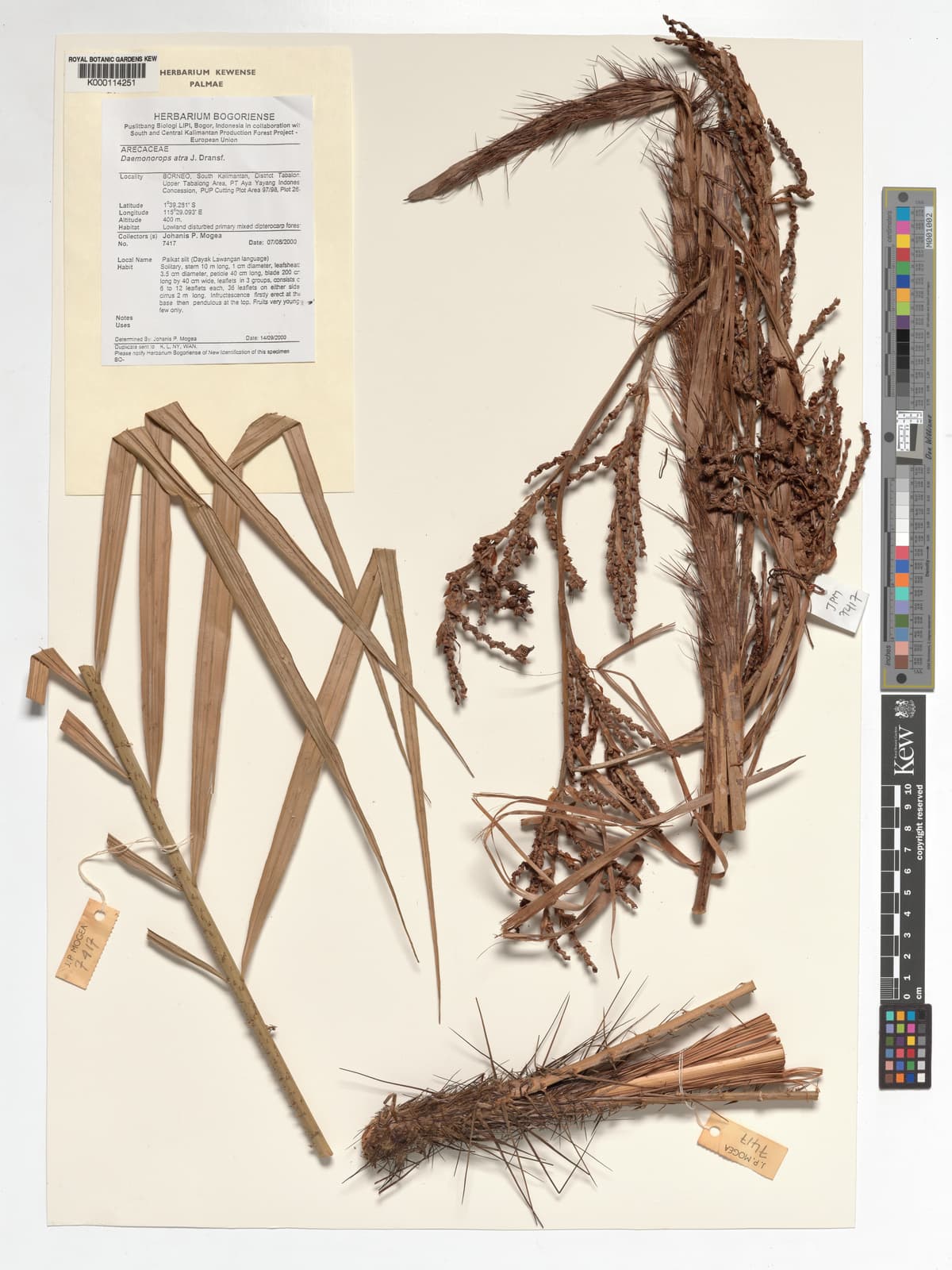 Botanical specimen of Daemonorops Atra.