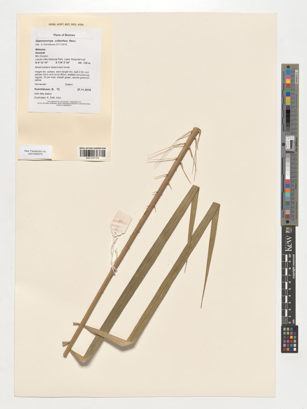 Botanical specimen of Daemonorops Collarifera.