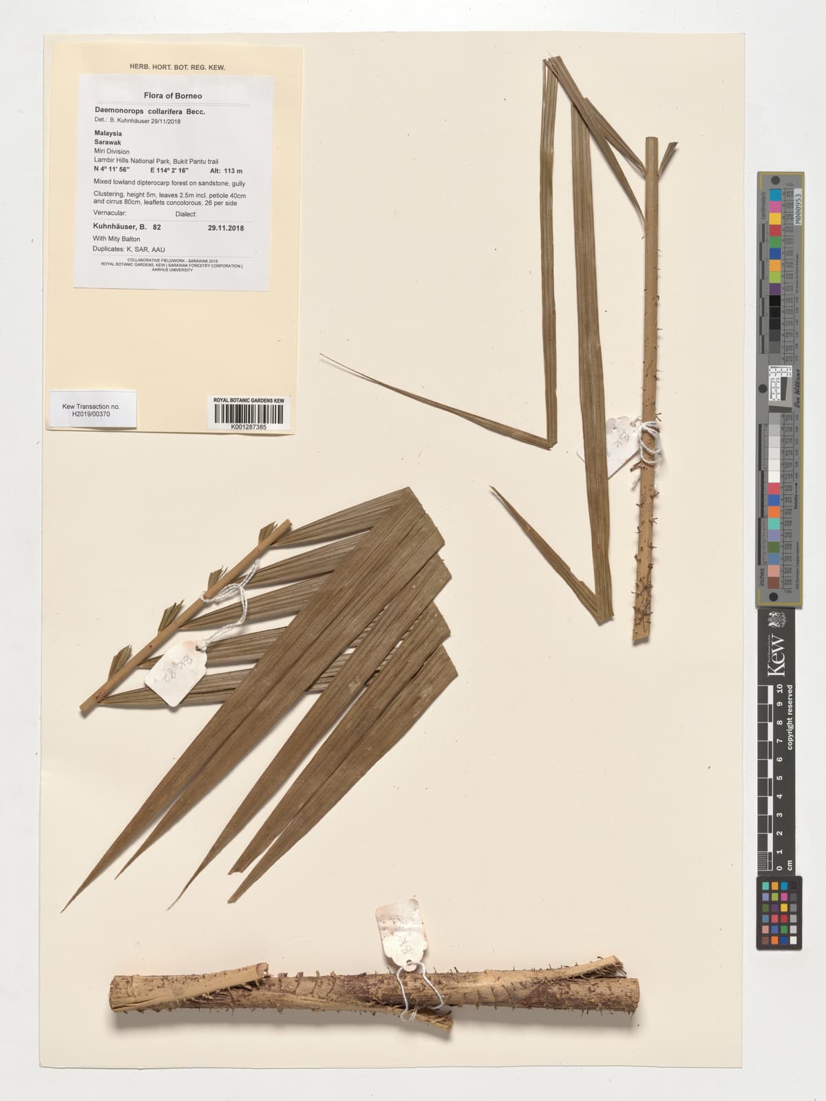 Botanical specimen of Daemonorops Collarifera.
