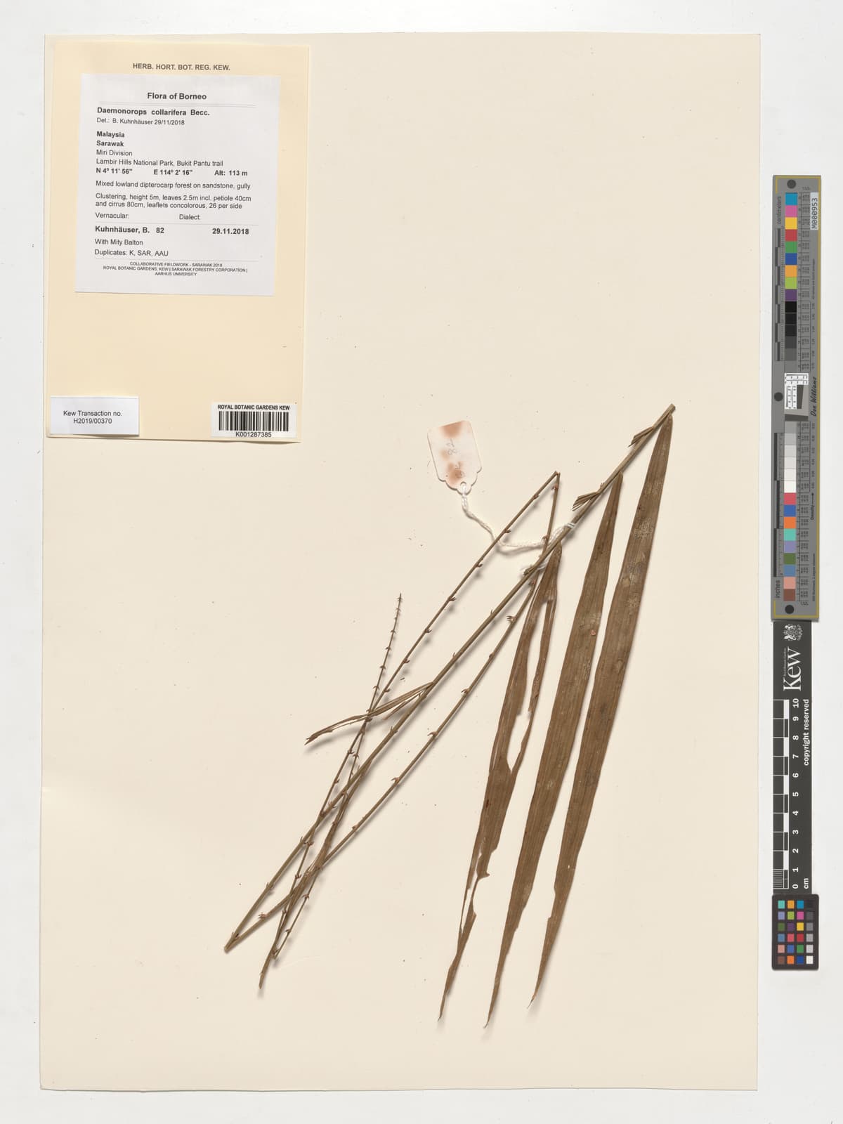 Botanical specimen of Daemonorops Collarifera.