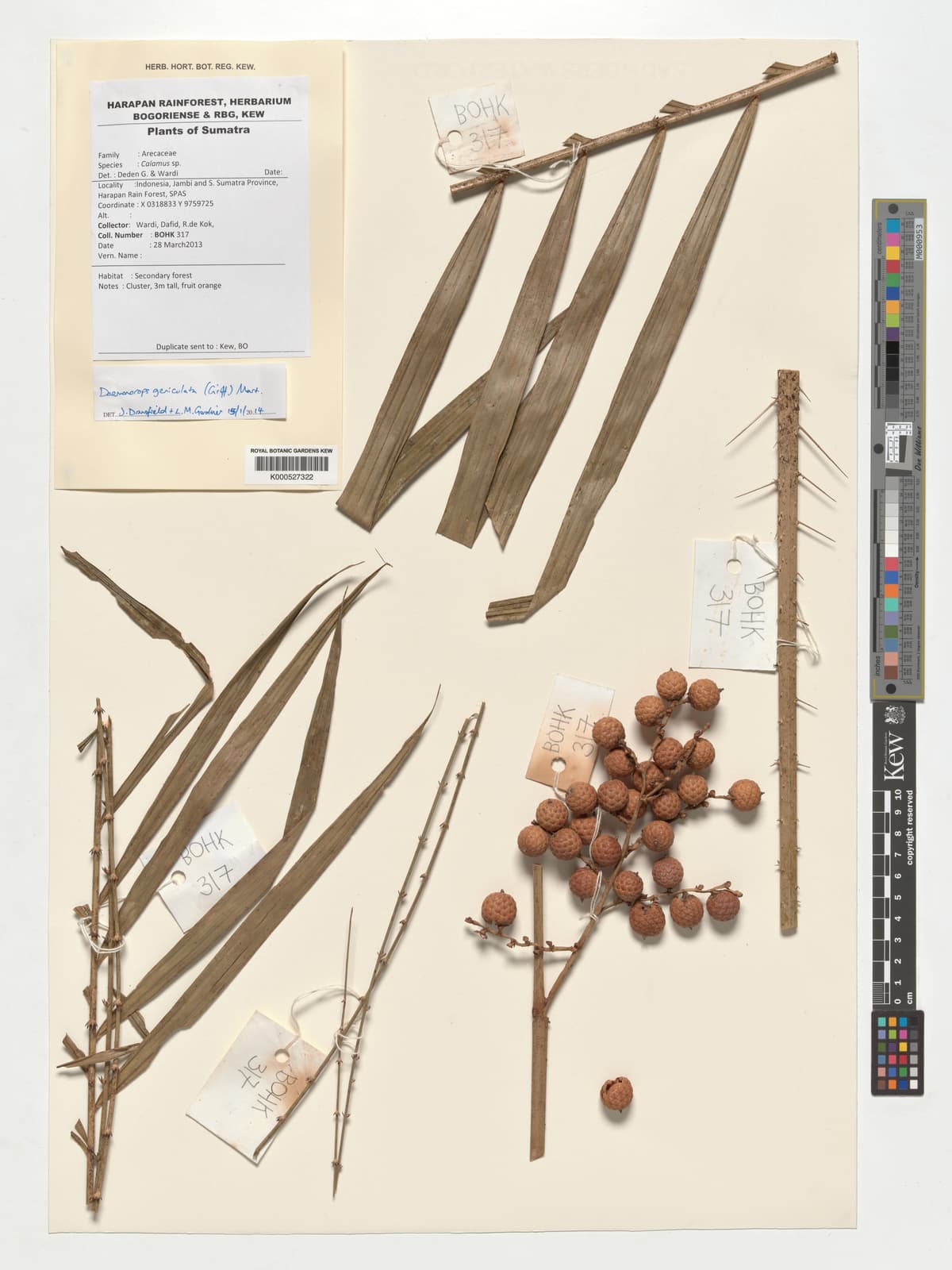 Botanical specimen of Daemonorops Collarifera.