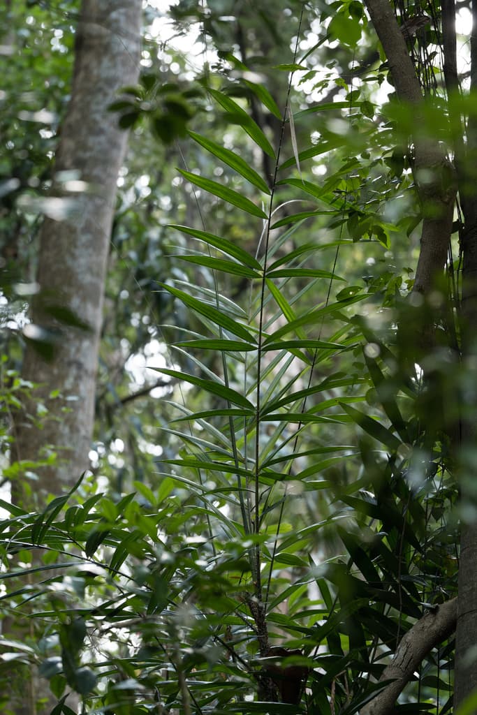 Botanical specimen of Daemonorops Didymophylla.