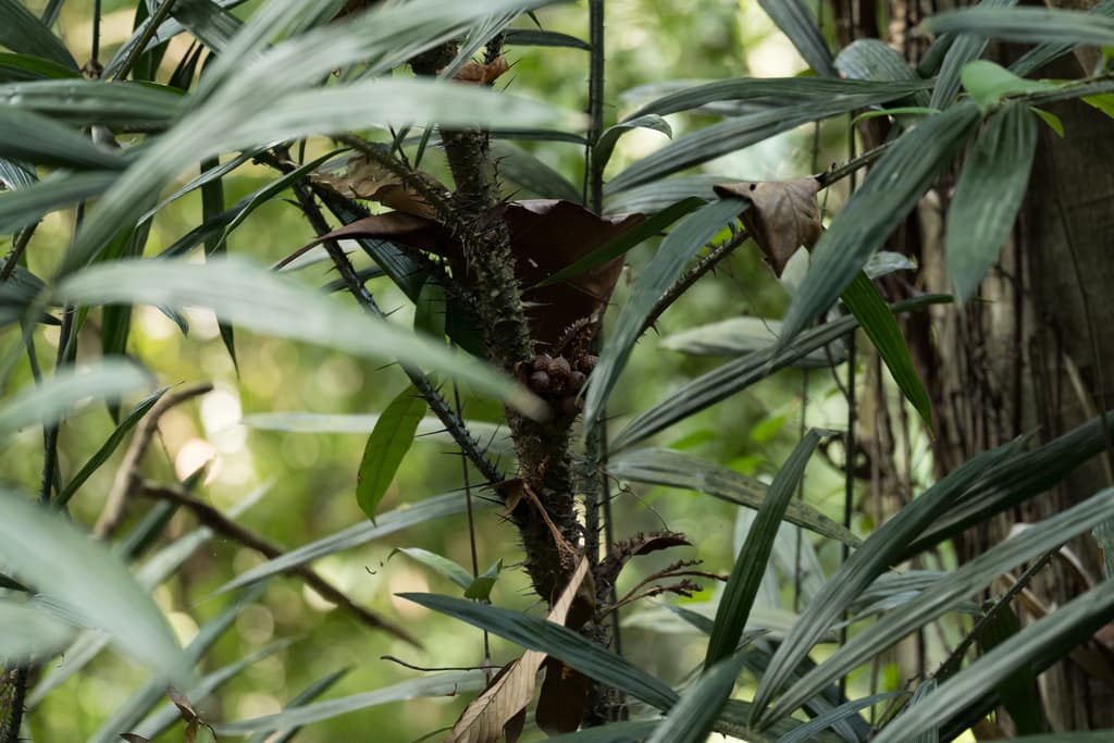 Botanical specimen of Daemonorops Didymophylla.