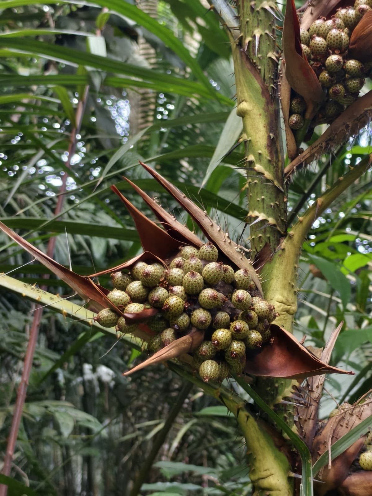 Botanical specimen of Daemonorops Fissa.