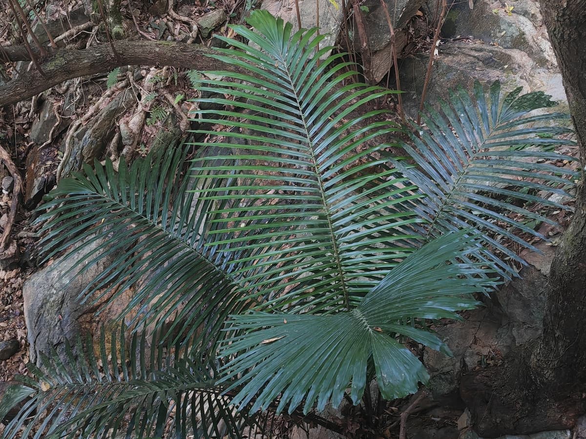 Botanical specimen of Daemonorops Fissa.