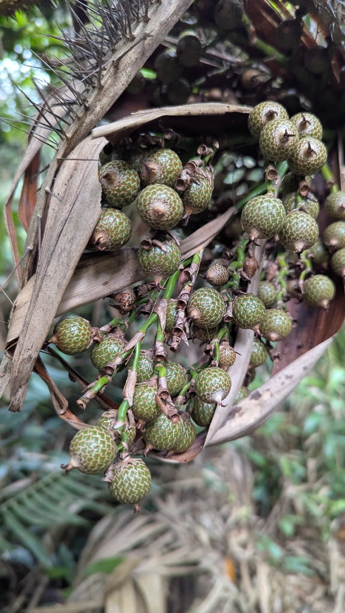Botanical specimen of Daemonorops Fissa.
