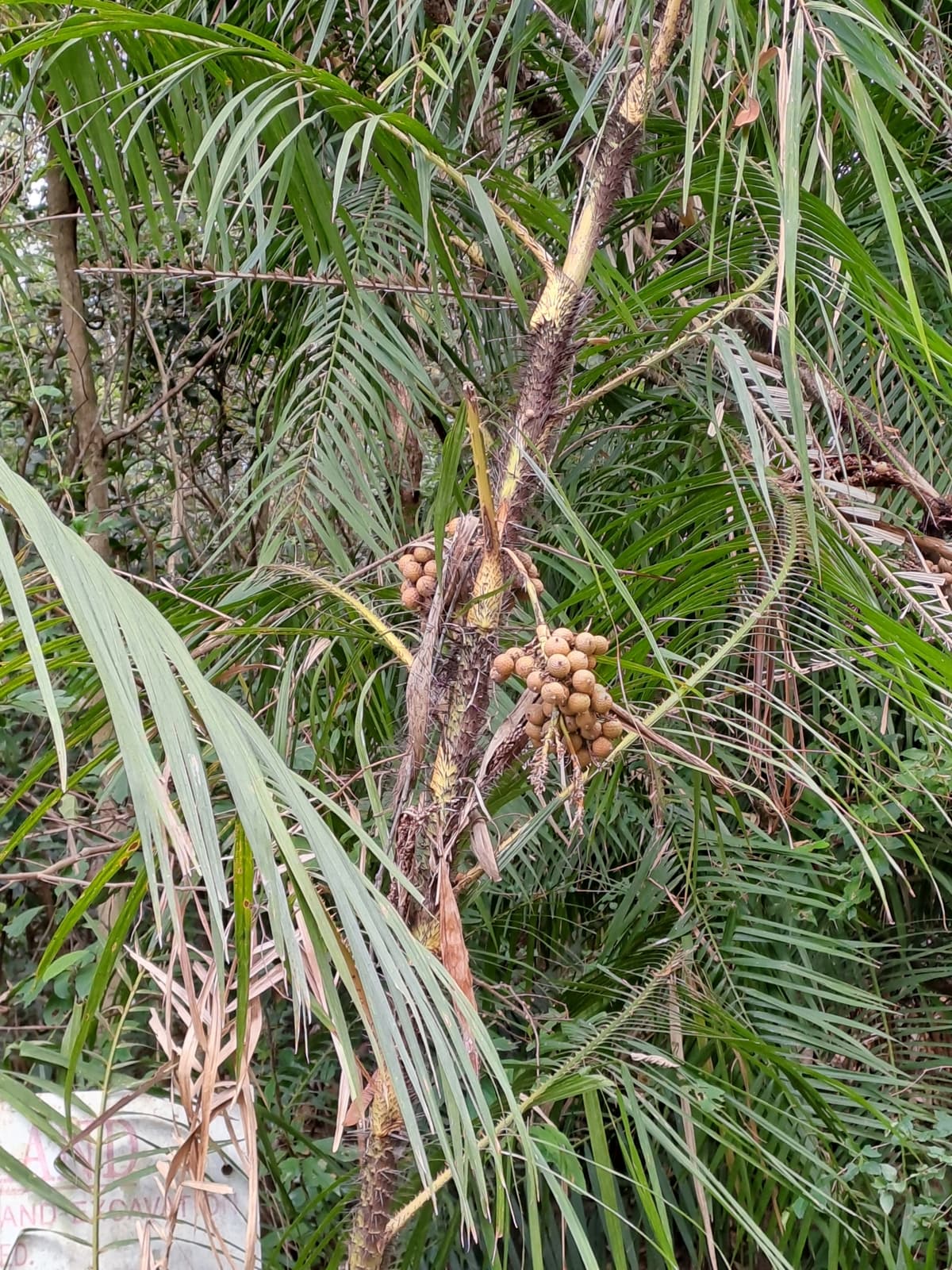 Botanical specimen of Daemonorops Fissa.