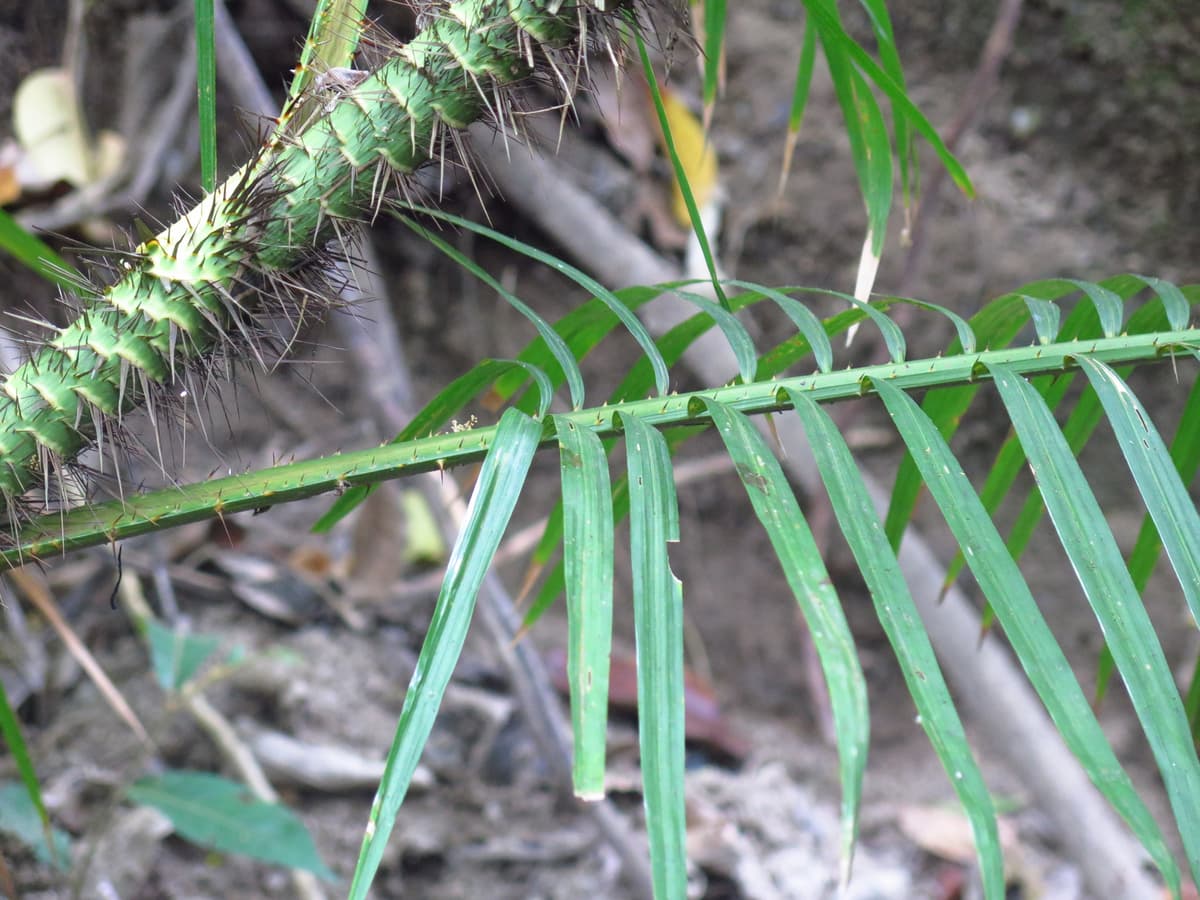 Botanical specimen of Daemonorops Fissa.