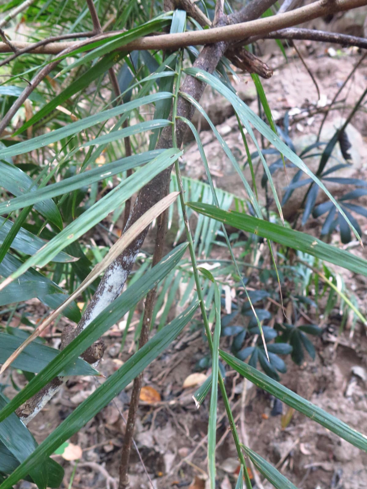 Botanical specimen of Daemonorops Fissa.