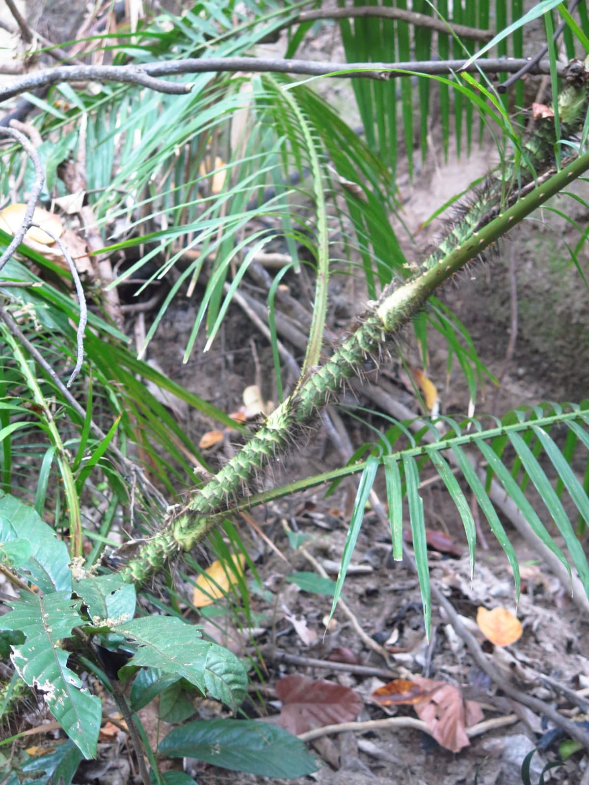 Botanical specimen of Daemonorops Fissa.