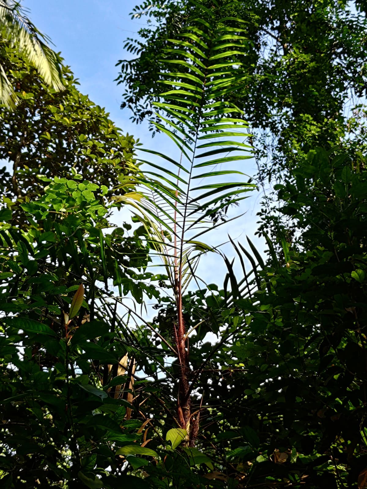 Botanical specimen of Daemonorops Fissa.