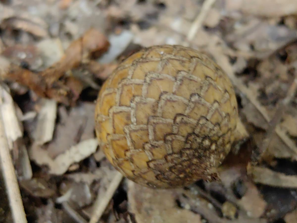 Botanical specimen of Daemonorops Fissa.