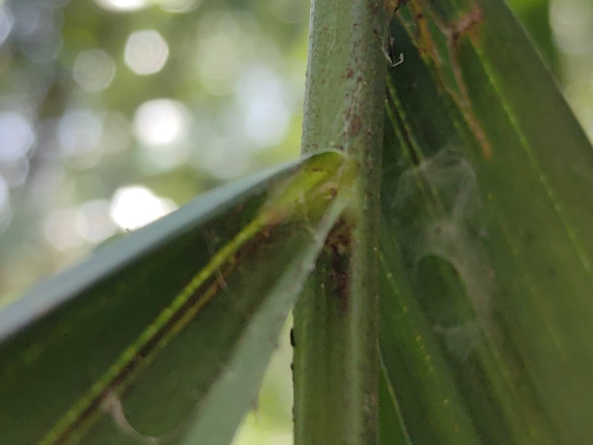 Botanical specimen of Daemonorops Fissa.