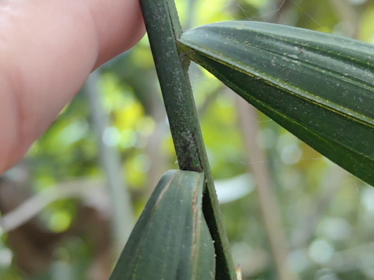 Botanical specimen of Daemonorops Fissa.