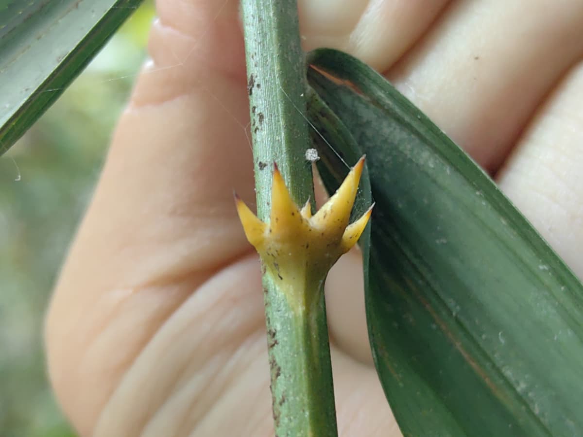 Botanical specimen of Daemonorops Fissa.