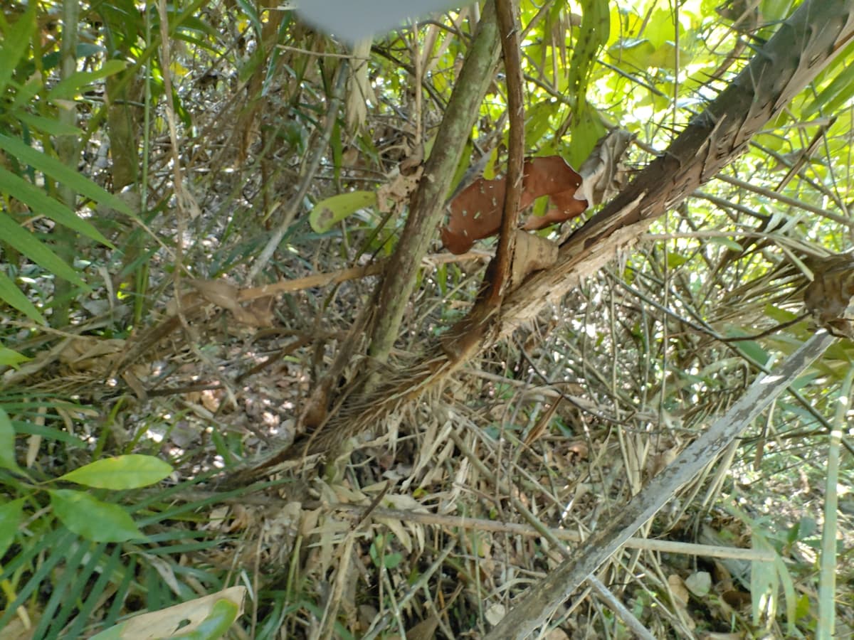 Botanical specimen of Daemonorops Fissa.